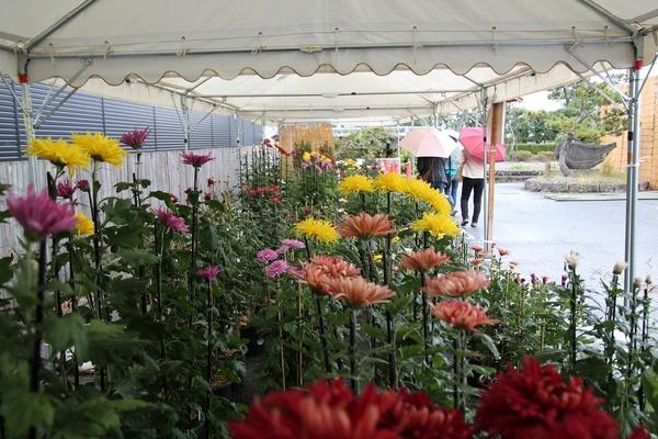 テントの下に置かれている、ピンク色、黄色、赤色の小菊の花を写している写真