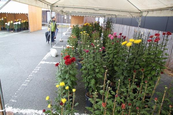 テントの下に茎がすっと伸びて、黄色、ピンク、赤色の花が咲いており、沢山の鉢植えの菊の花が置かれている写真