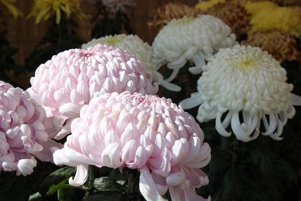 ピンクと白色の大菊の花の写真