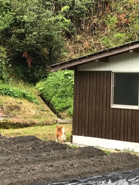 畑と家の間で、サル追い犬がサルを見ている後ろ姿写真