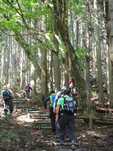 木々に囲まれた山中の階段を登っている人達の写真