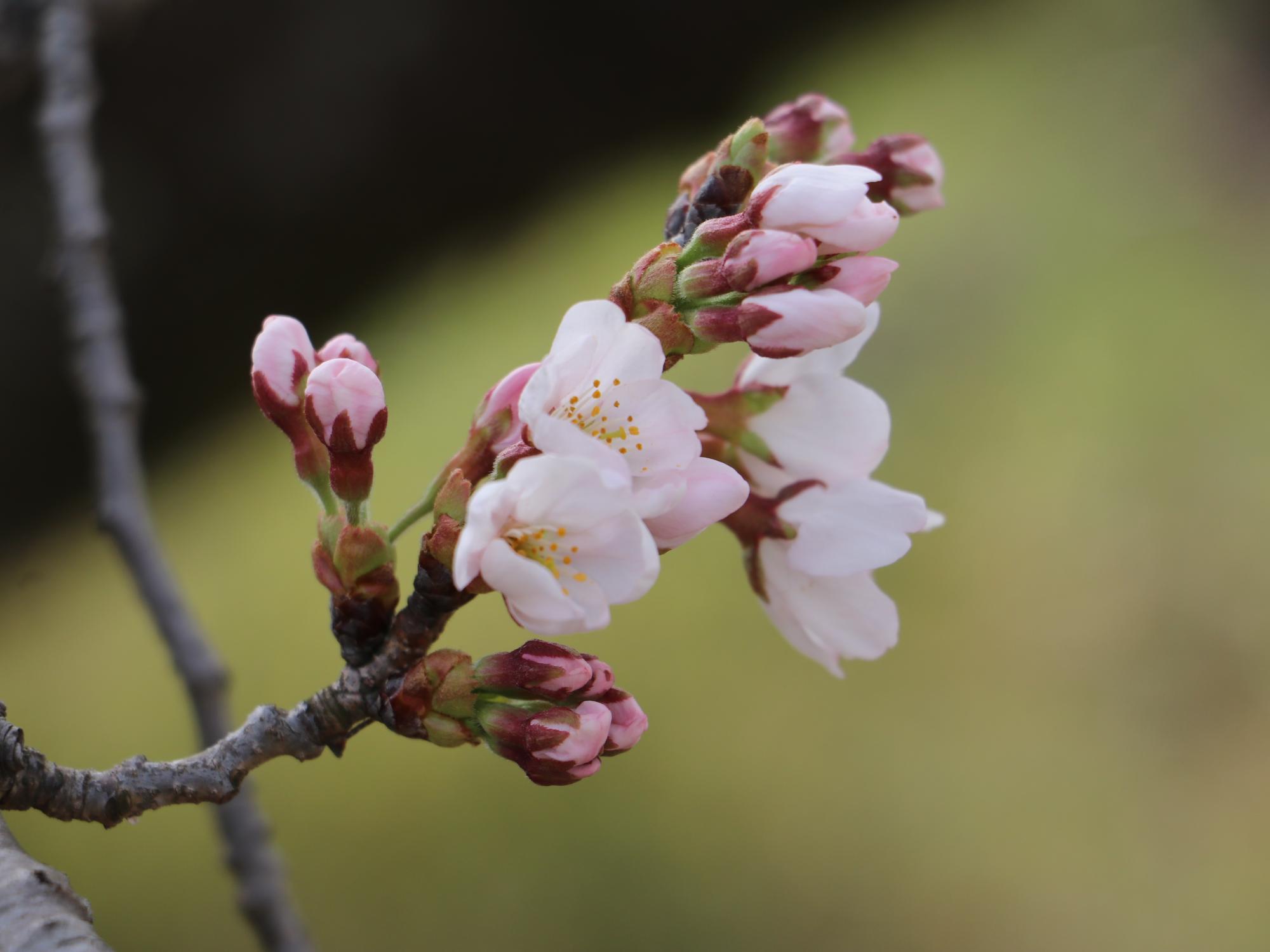 桜の花びらが開こうとしている。まだつぼみの桜もある