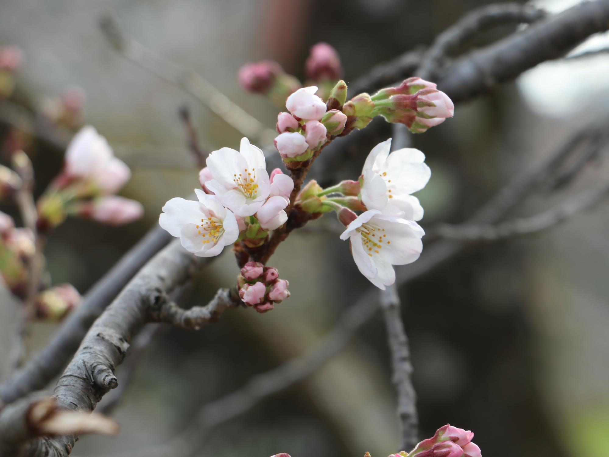 桜の花びらが4つ開いている