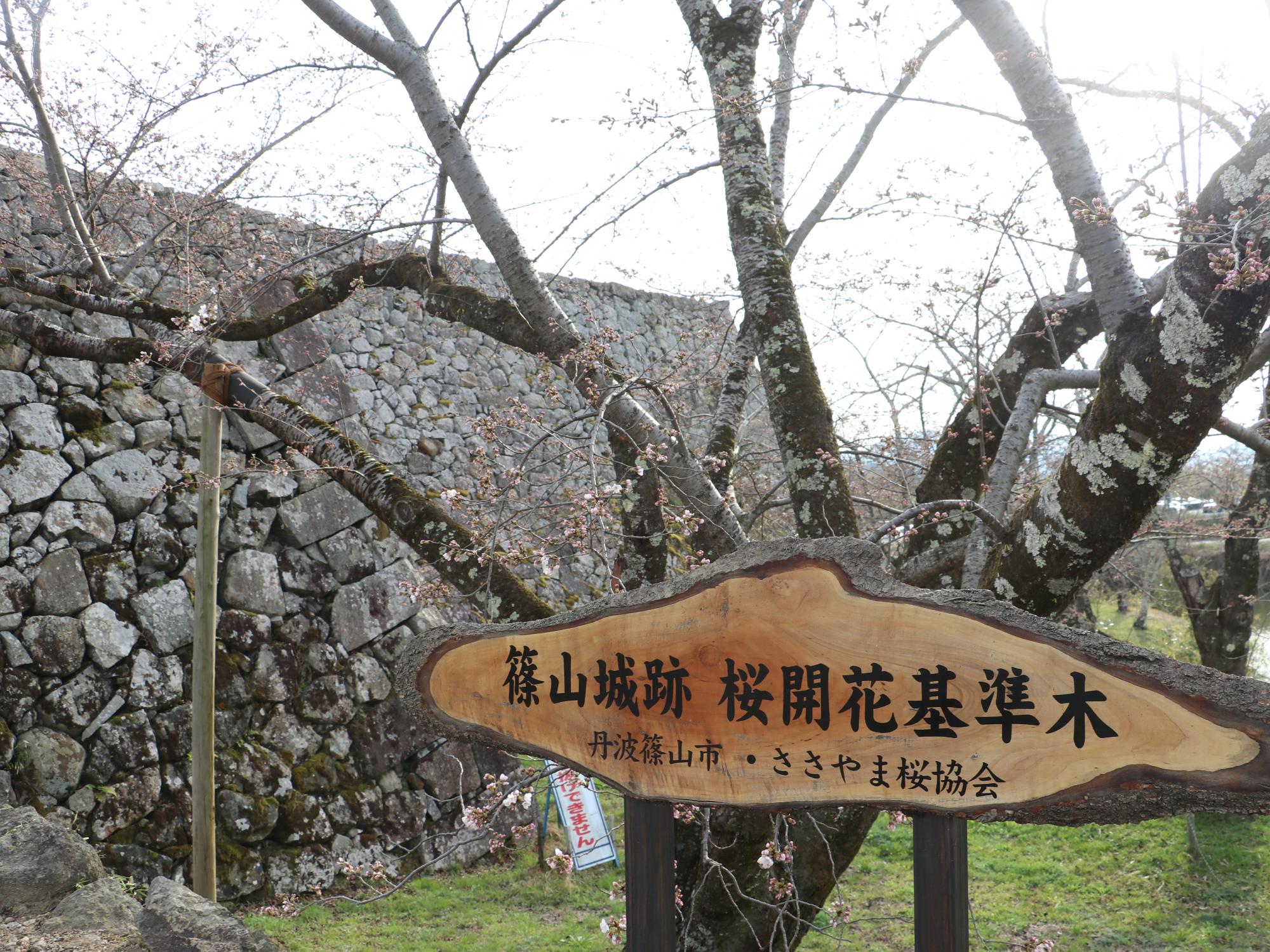 桜の基準木の全体がうつっている