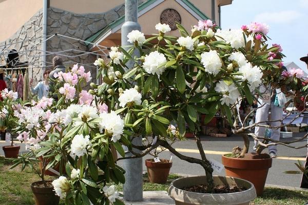 20片ほどの白い花が咲いているシャクナゲの鉢の写真