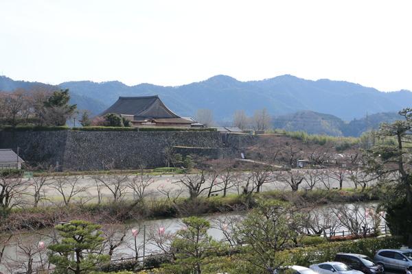 堀の両端に沿って桜の木が並び奥に篠山城が見える写真