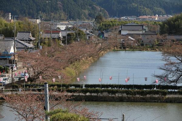 高い場所から堀の周りにある蕾をつけた桜の木を写している写真