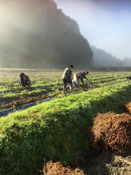 霧がかかっている畑でシャベルをもった家族が畑の手入れをしている写真