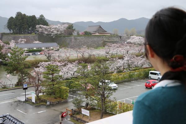 市長室のベランダから、篠山城のさくら並木が咲きほこっている様子を女性が見ている様子の写真