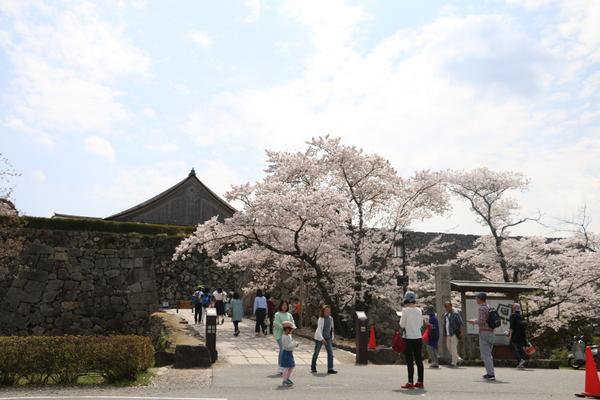 篠山城跡の入り口の満開の桜とたくさんの観光客の写真