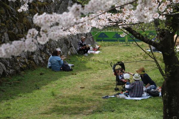 芝生の上の木陰や、日陰で桜を見に来た家族や人々が座っている写真
