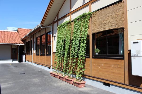 窓を覆う、丹波篠山の山の芋のグリーンカーテンの写真