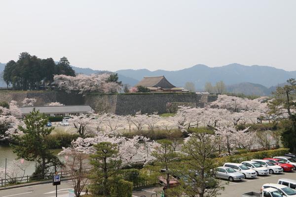 篠山の桜が満開の写真