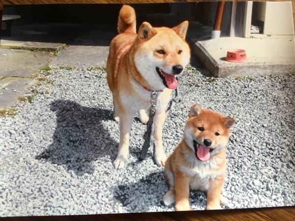 左がヒメ、右がアツの犬の写真