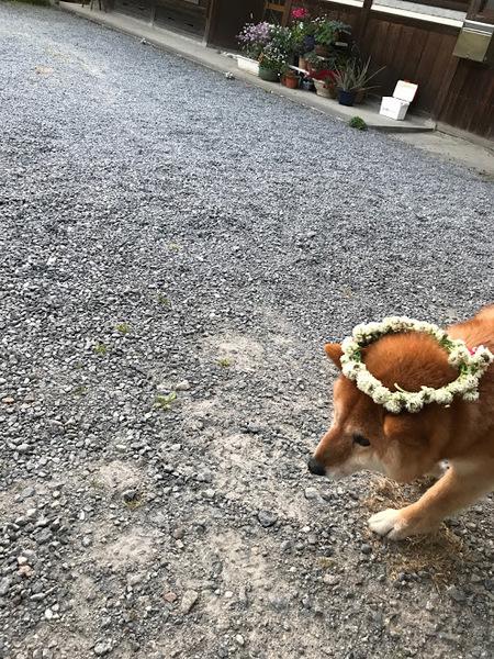 犬に輪になった花飾りを頭にのせている写真