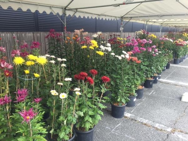 テントの中に飾られている様々な種類の菊の写真