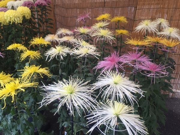 白・ピンク・黄色のカラフルな細い花びらの菊の写真