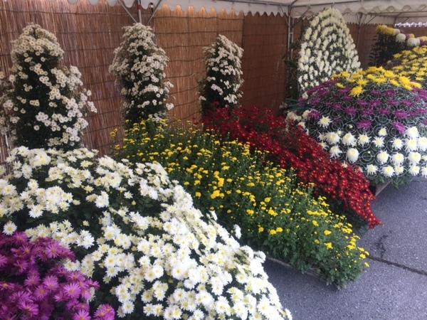 菊のアート作品の写真