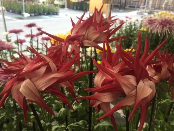 極楽鳥のような赤い菊の写真