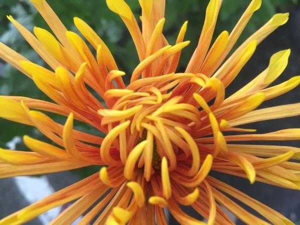 上からアップで撮影された黄色い菊の写真