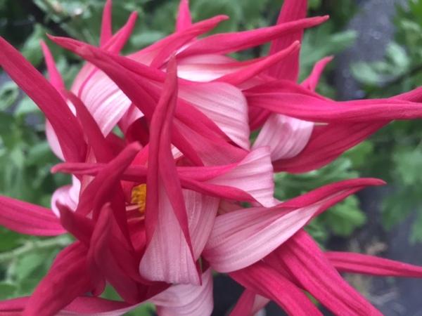 極楽鳥のような紅色の菊のアップ写真