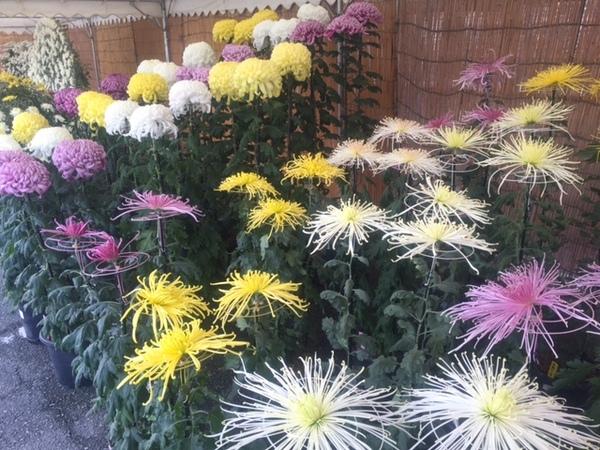 カラフルな菊の鉢植えが整列して展示してある写真