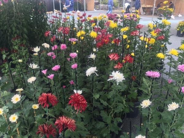 鉢植えされたカラフルな菊が棒に括り付けられて真っすぐに伸びている写真