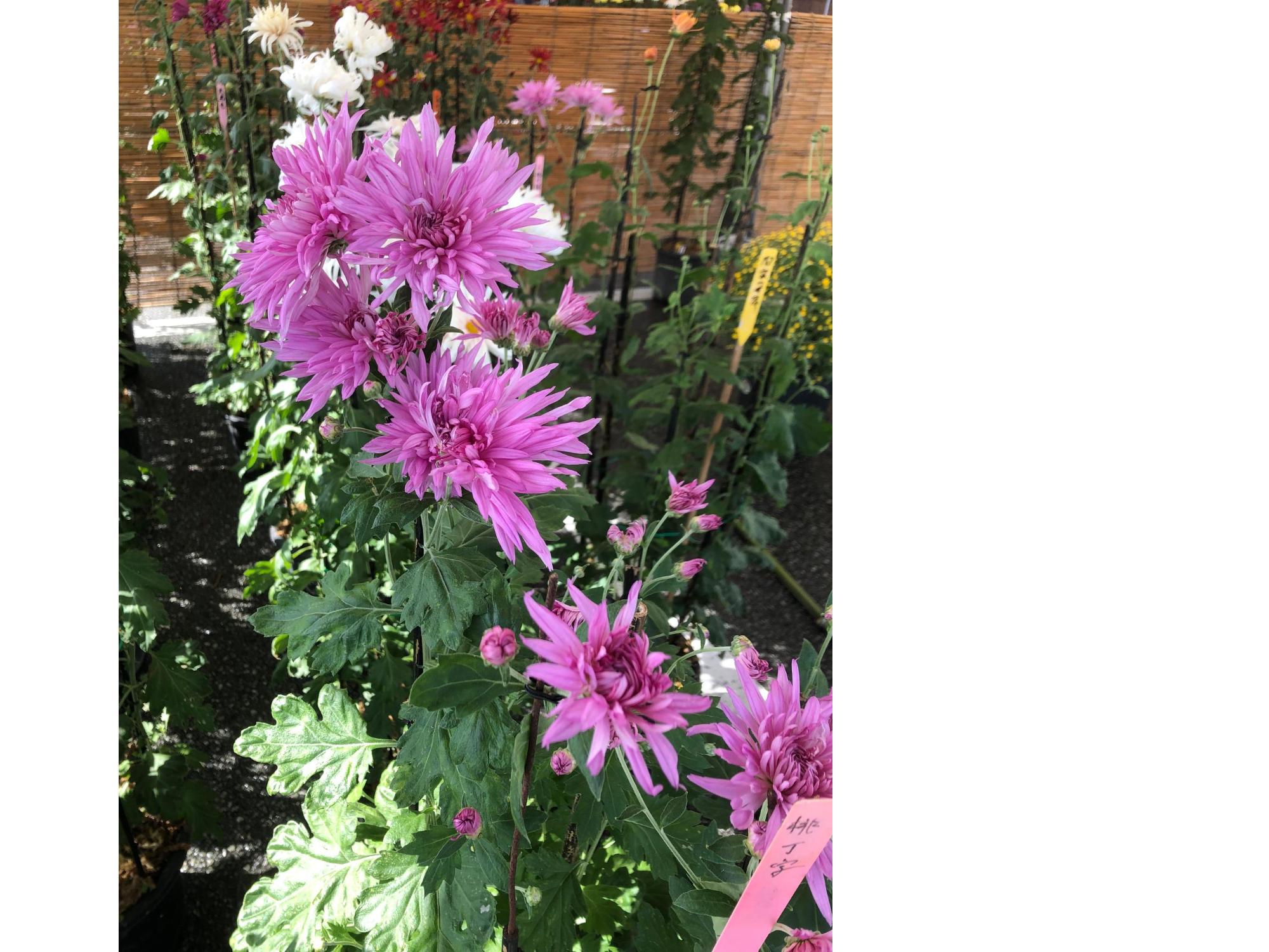 薄紫のお苗菊が咲いている