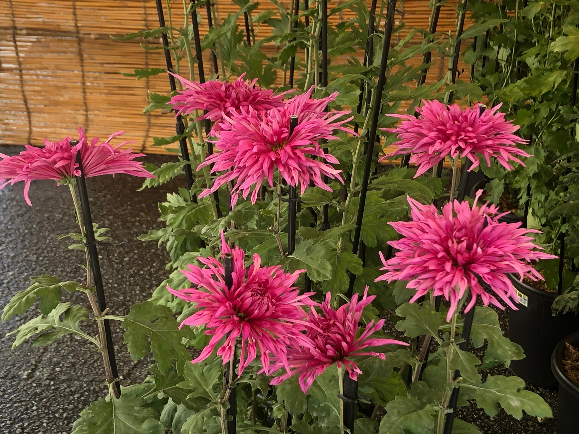 ピンク色のお苗菊が咲いている