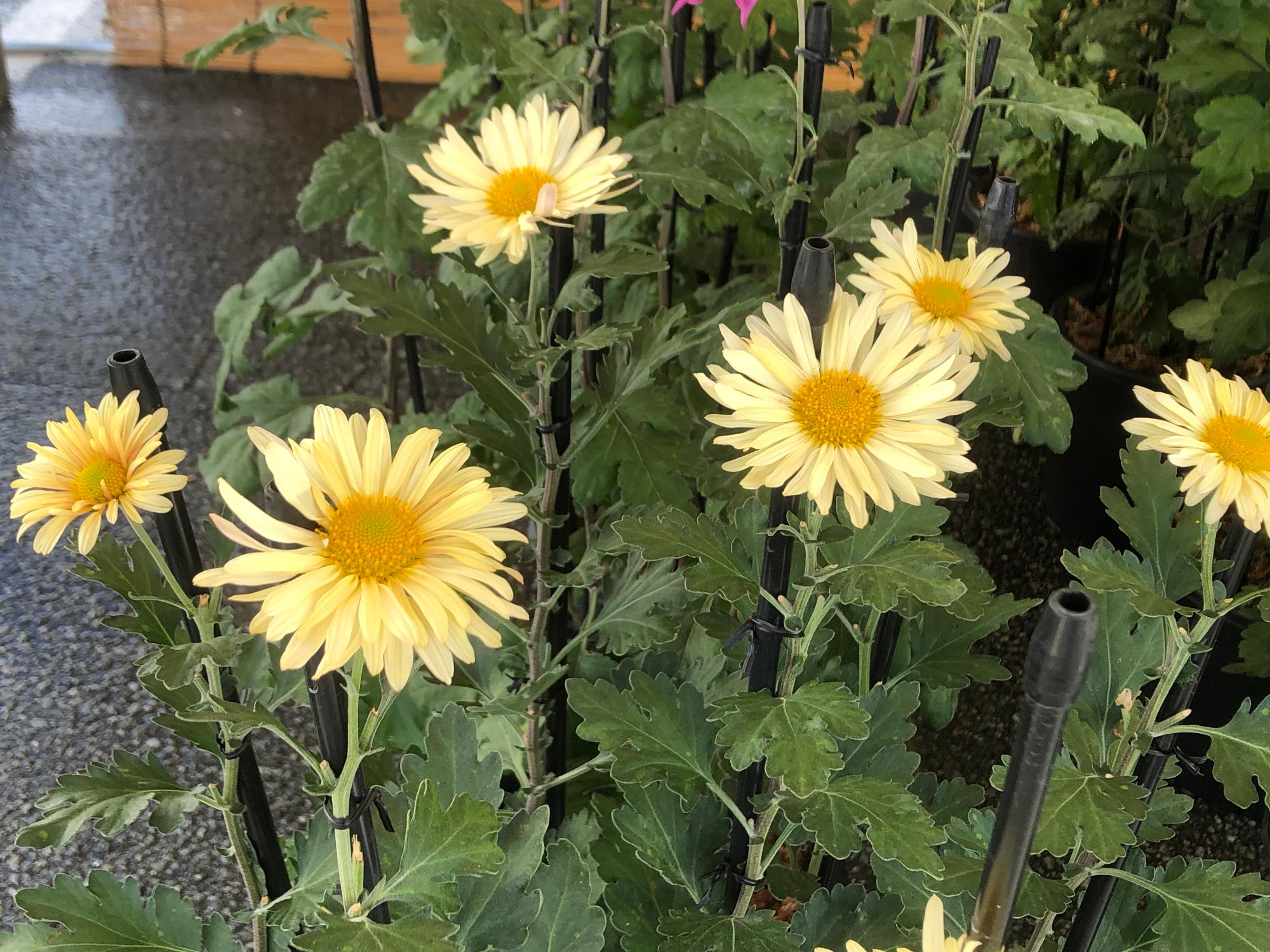 黄色のお苗菊が咲いている