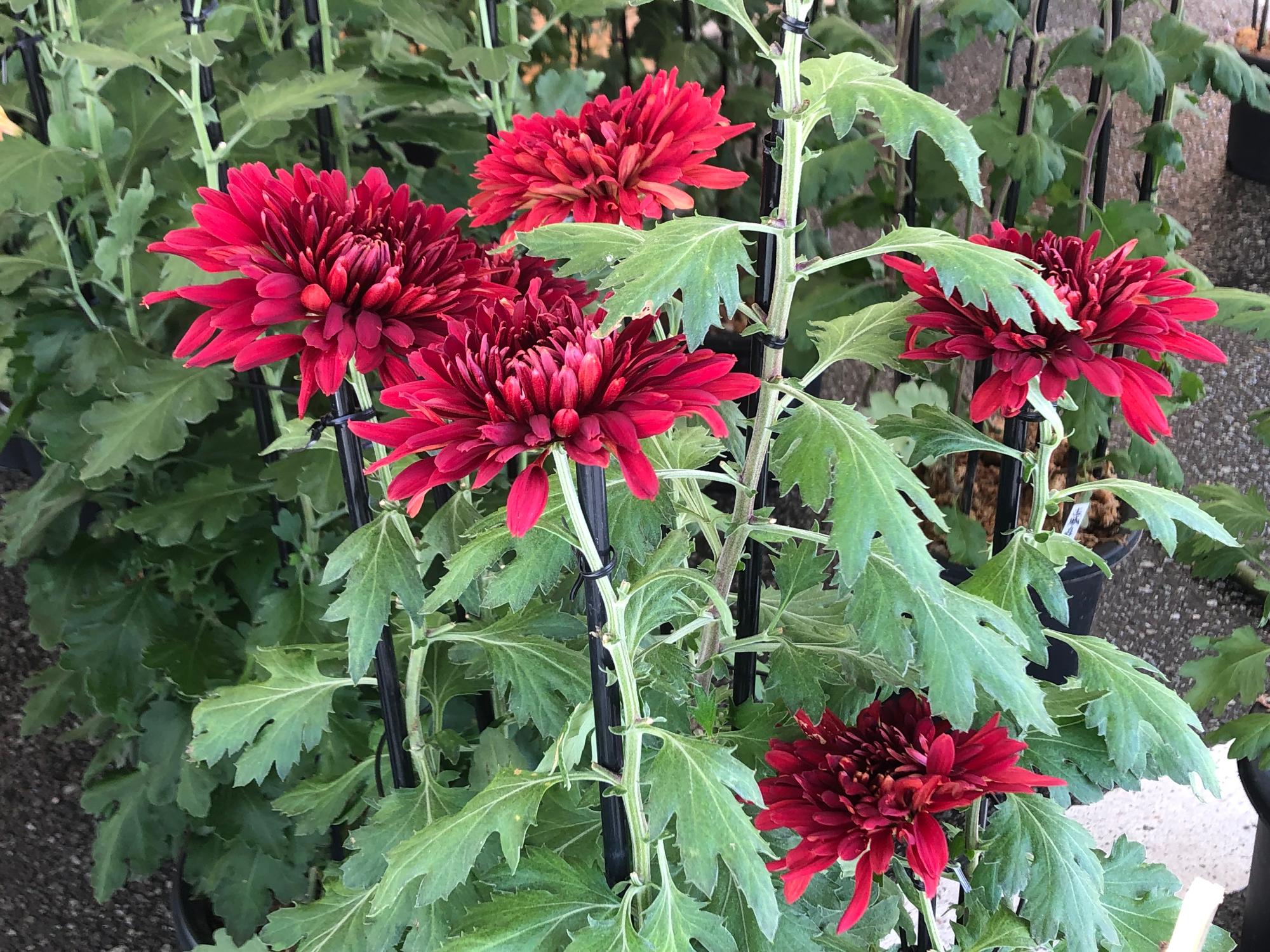 赤色のお苗菊が咲いている