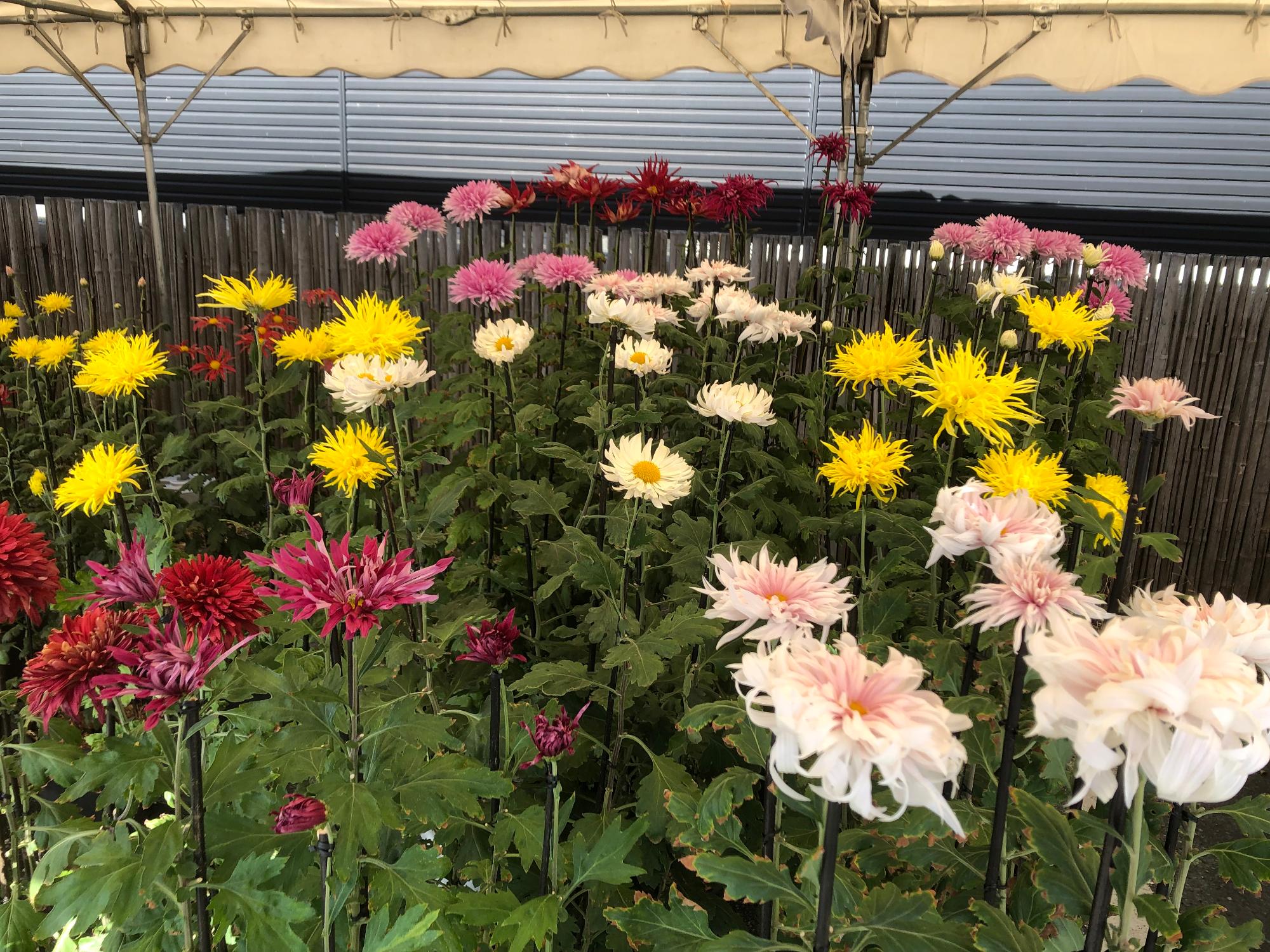 ピンク、白、赤、黄色のお苗菊が咲いている