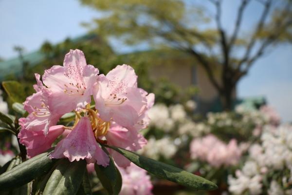 薄ピンク色のシャクナゲの花のアップの写真