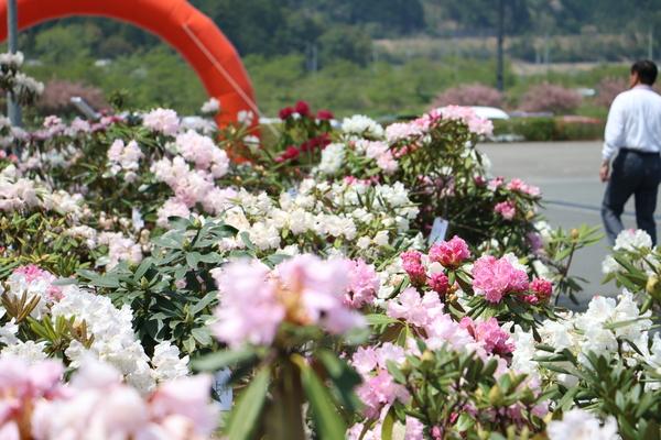 白やピンク、濃ゆいピンク色のシャクナゲの花が沢山咲いている写真