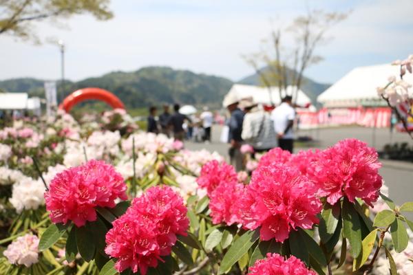 赤いシャクナゲの花がきれいに咲いている写真