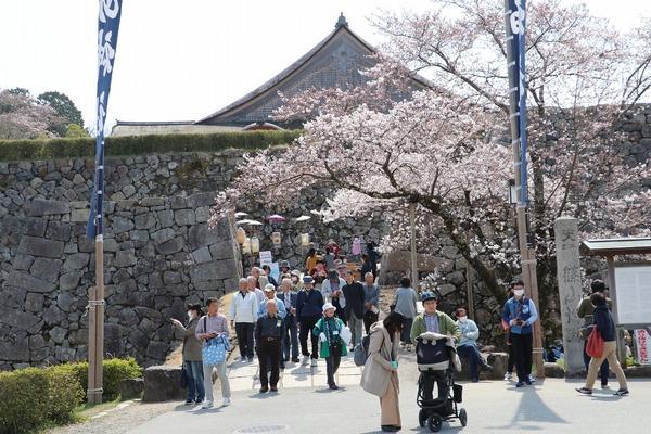 お城の花見に来ている人々の写真
