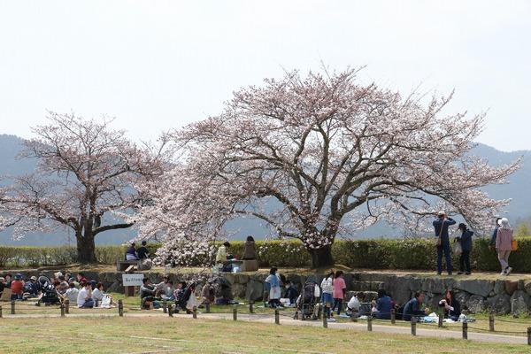 大きな桜の木の下で花見をしている人々の写真