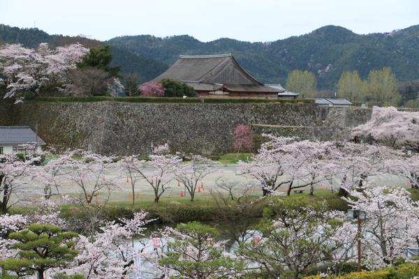 篠山城跡に咲く桜の木々の写真