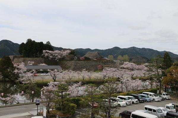 篠山城跡と池の周りに咲く桜と駐車場が写る写真