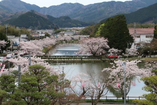 池の周りに咲く桜の木々の写真