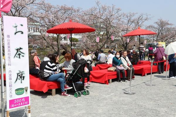 さくらまつりにて椅子に毛氈が敷かれて野点傘がさしてあるお茶席でくつろいでいる人々の写真