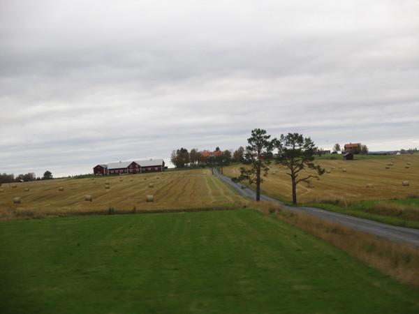 のどかな田園風景の中細い道の両脇に2本の木が一定間隔でありその奥に3軒の家がある写真