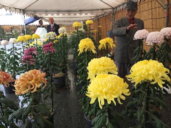 テントの下に鉢植えされた黄色、白色、ピンク色の大菊が置かれており、奥のほうで、市長が花を見ており、手前の帽子をかぶった長谷川先生がピンク色の大菊を見て話をしている様子の写真