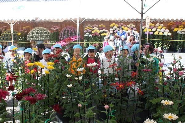 赤・白・黄色の菊の間から、可愛い水色帽子の園児の顔が見えてる写真