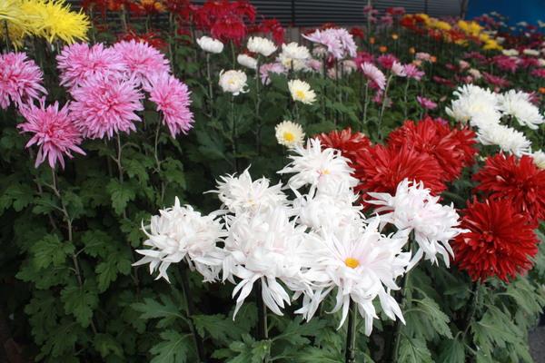 白・赤・ピンク・黄の鮮やかな菊の写真