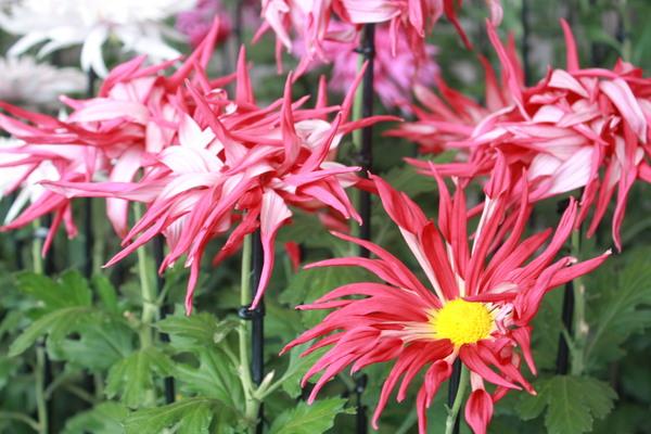 赤色に黄色の蕾が珍しい菊の写真