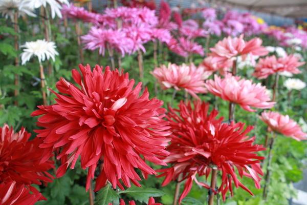 花びらがぎっしり詰まった真っ赤な菊のアップ写真