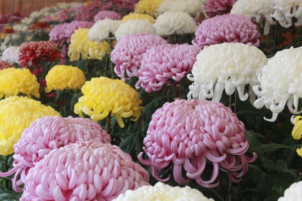 丸みを帯びた丸いピンク、黄色、白、赤の菊の写真