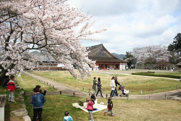 広場で、ベビーカーを押した家族が散歩したり、桜の木をカメラで撮っている写真