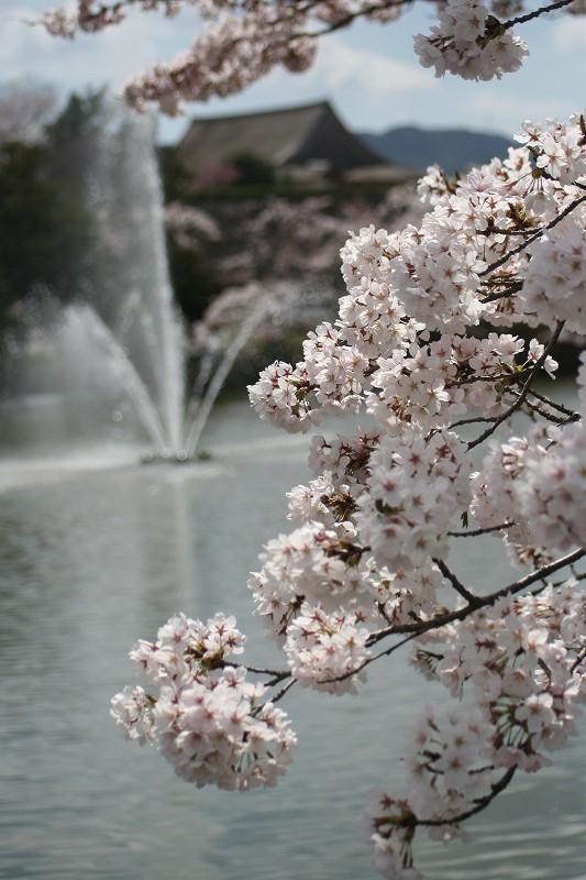 奥には池の噴水があり、手前には桜の花が大きく映っている写真